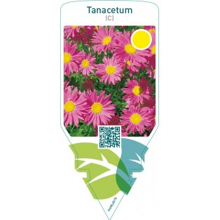 Tanacetum (C)  pink