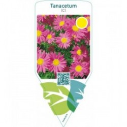 Tanacetum (C)  pink