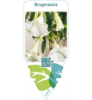 Brugmansia  white
