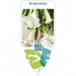 Brugmansia  white