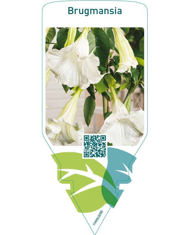 Brugmansia  white