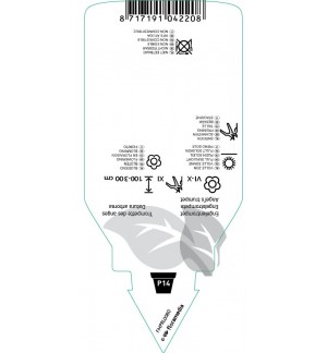 Etichette di Brugmansia  white *