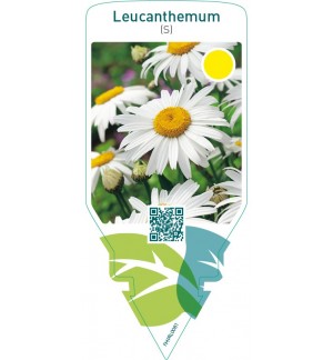 Leucanthemum (S)