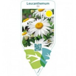 Leucanthemum (S)