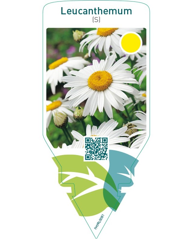 Leucanthemum (S)