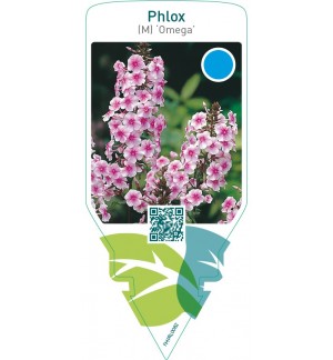 Phlox (M) ‘Omega’