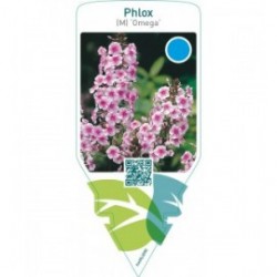 Phlox (M) ‘Omega’