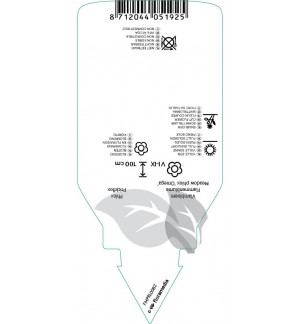 Etichette di Phlox (M) ‘Omega’ *