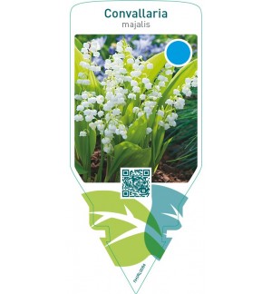 Convallaria majalis