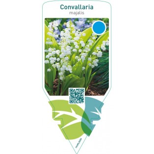 Convallaria majalis