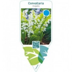 Convallaria majalis