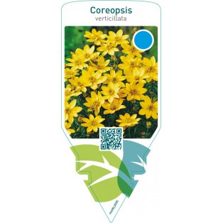 Coreopsis verticillata