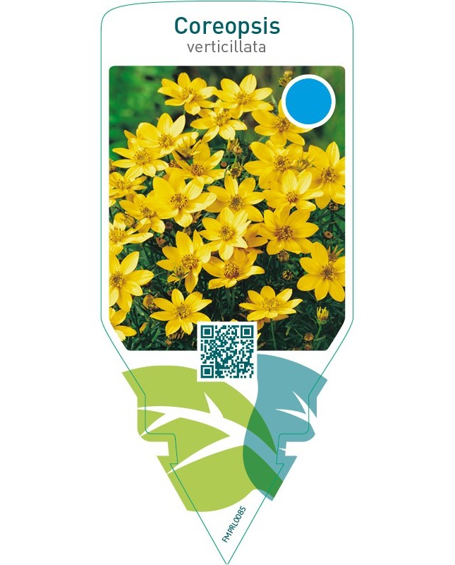 Coreopsis verticillata