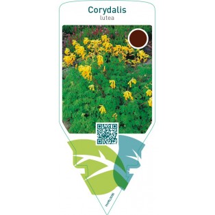 Corydalis lutea