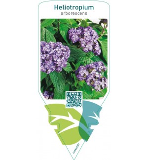 Heliotropium arborescens