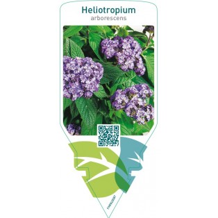 Heliotropium arborescens