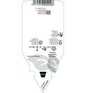 Etichette di Heliotropium arborescens *