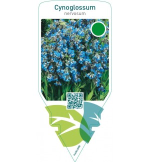 Cynoglossum nervosum