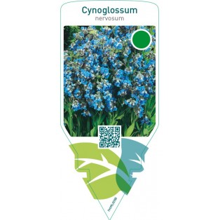 Cynoglossum nervosum