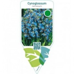 Cynoglossum nervosum