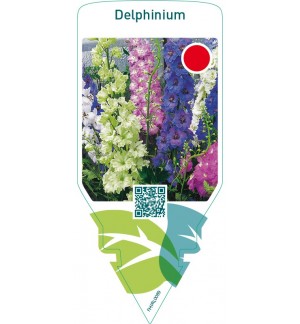 Delphinium  mix