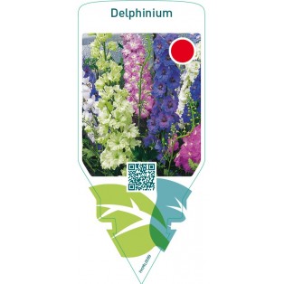 Delphinium  mix