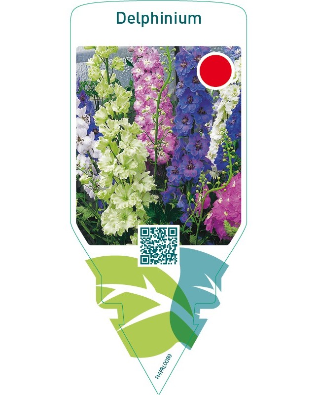 Delphinium  mix