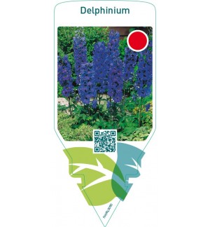 Delphinium  dark blue