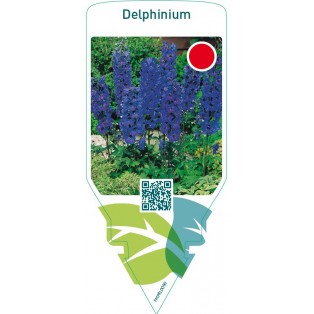 Delphinium  dark blue