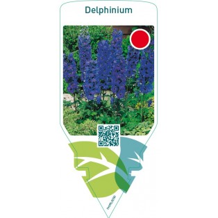 Delphinium  dark blue