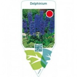 Delphinium  dark blue