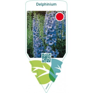 Delphinium  blue