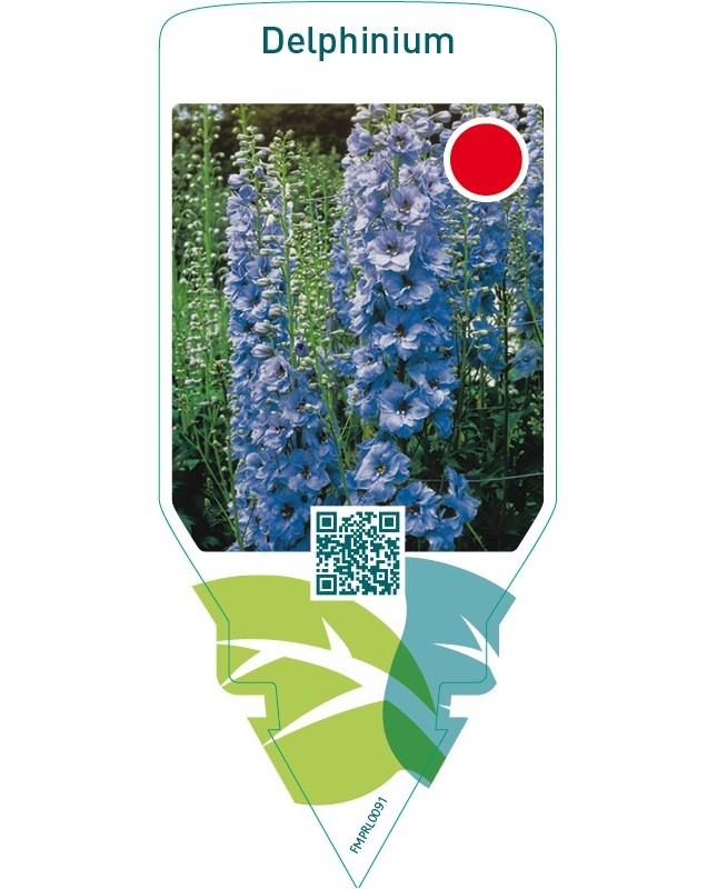 Delphinium  blue