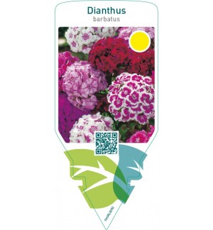 Dianthus barbatus  mix