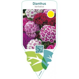 Dianthus barbatus  mix