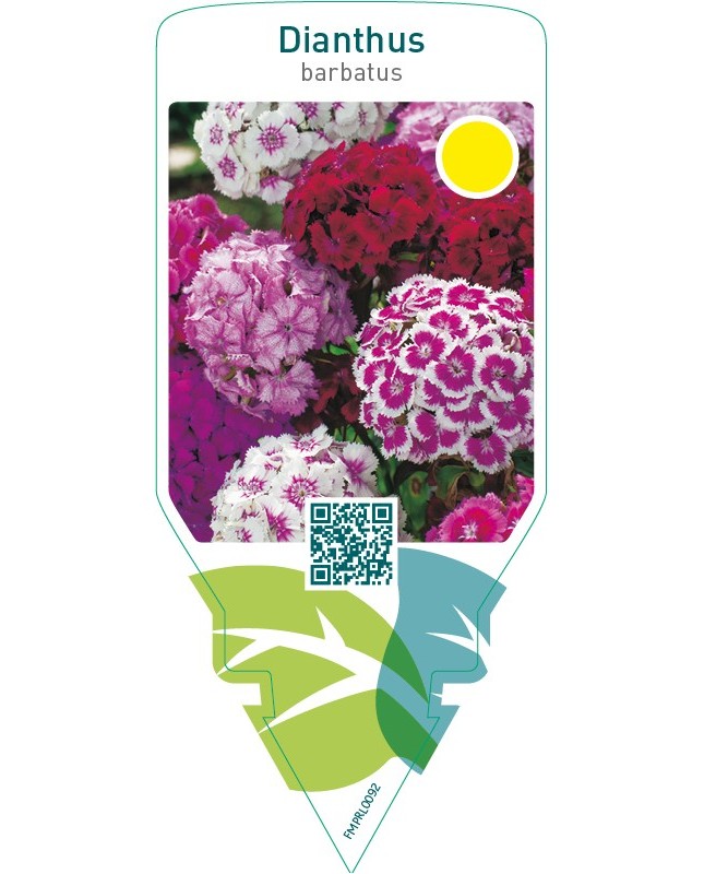 Dianthus barbatus  mix