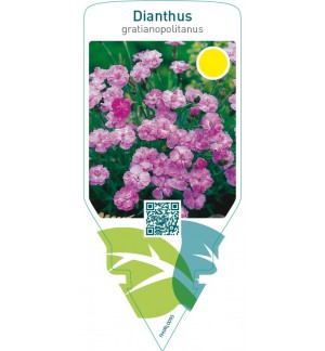 Dianthus gratianopolitanus  pink