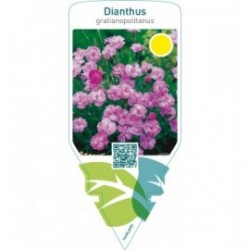 Dianthus gratianopolitanus  pink