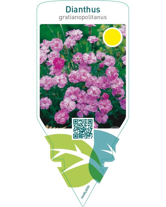 Dianthus gratianopolitanus  pink