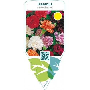 Dianthus caryophyllus  mix