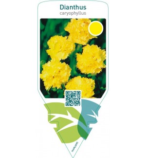 Dianthus caryophyllus  yellow