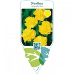 Dianthus caryophyllus  yellow