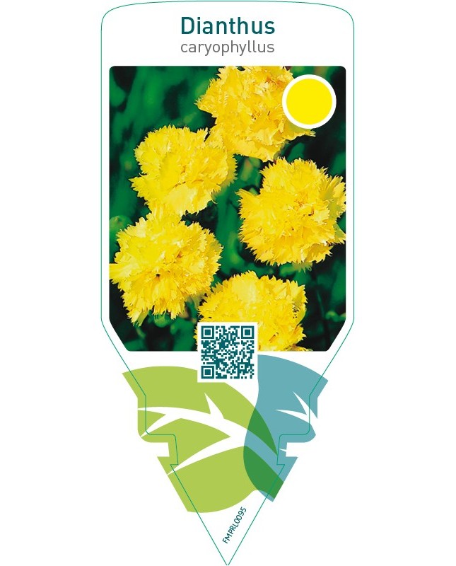 Dianthus caryophyllus  yellow