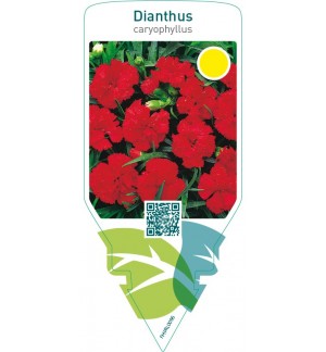 Dianthus caryophyllus  red