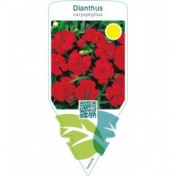 Dianthus caryophyllus  red