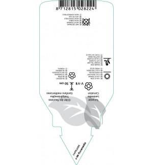 Etichette di Dianthus caryophyllus  red *