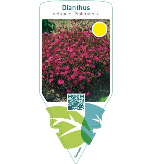 Dianthus deltoides ‘Splendens’