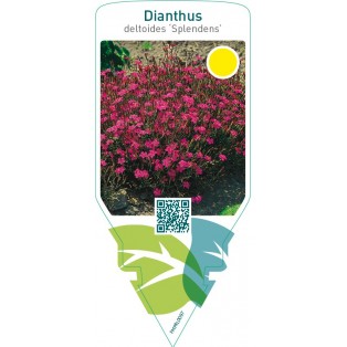 Dianthus deltoides ‘Splendens’