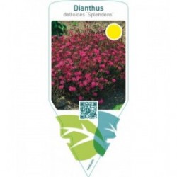 Dianthus deltoides ‘Splendens’