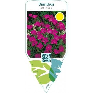 Dianthus deltoides  pink